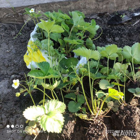 Саженцы клубники 