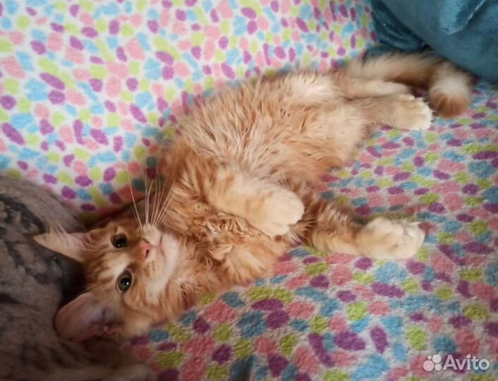 Мейн-кун 2 котика и 3 кошечки, в любимцы и без