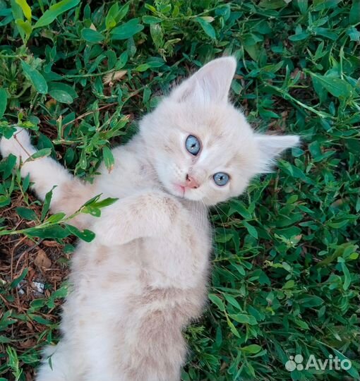 Котики от кошки- крысолова в хорошие руки