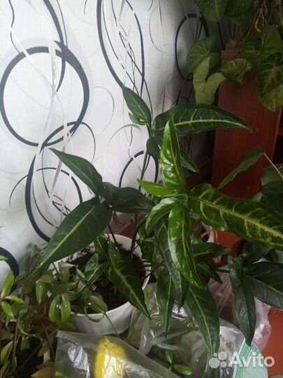 Цветы комнатные