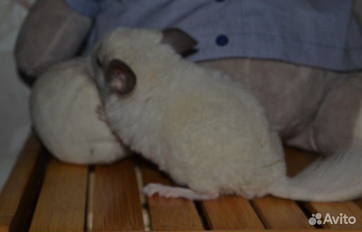 Шиншилла, девочка щенок