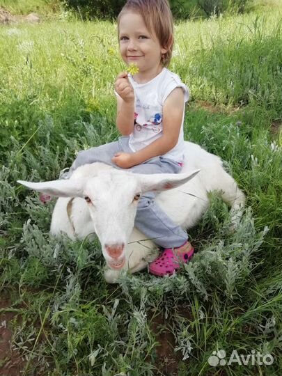 Козье молоко