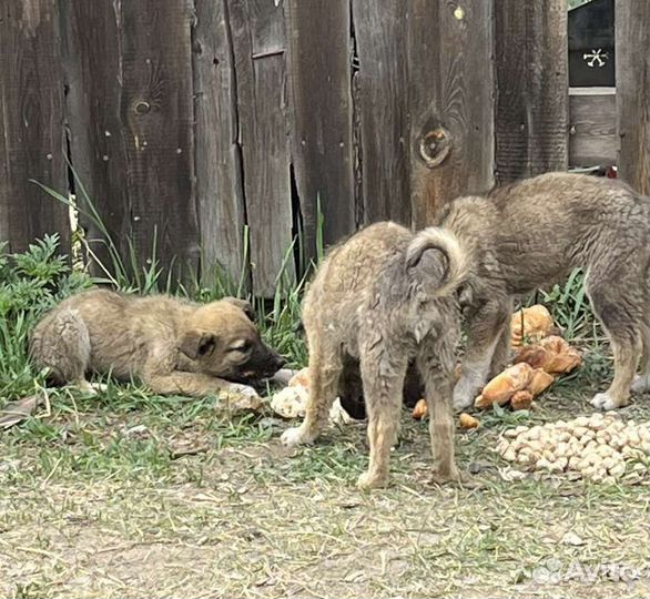 Погибают щенки