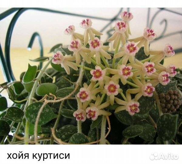 Хойи срезом и укорененные