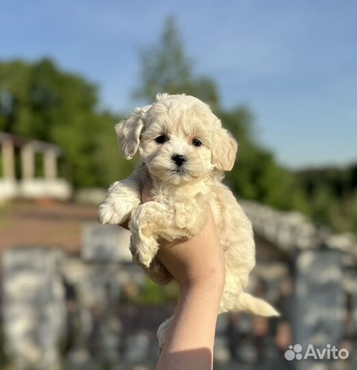 Мини девочка мальтипу