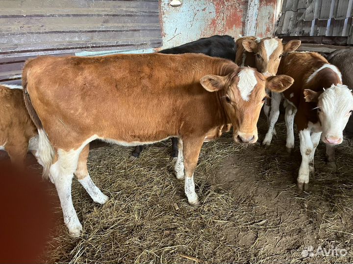 Телята телочки породы симментал