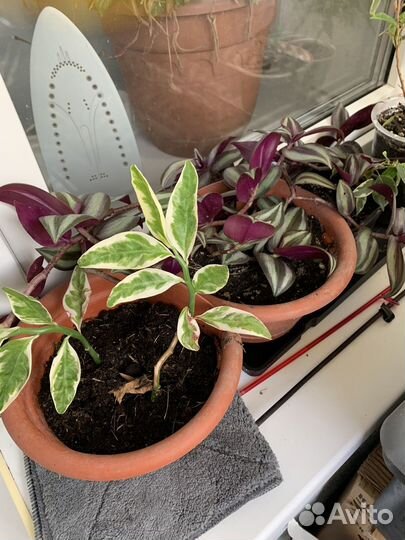 Домашние цветы