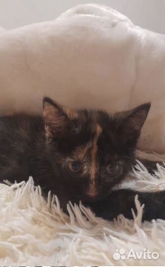 Котята в добрые руки 2 месяца