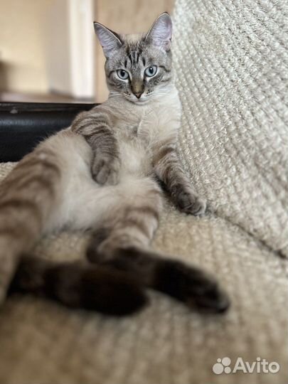 Кот на случку