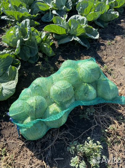 Капуста оптом от производителя