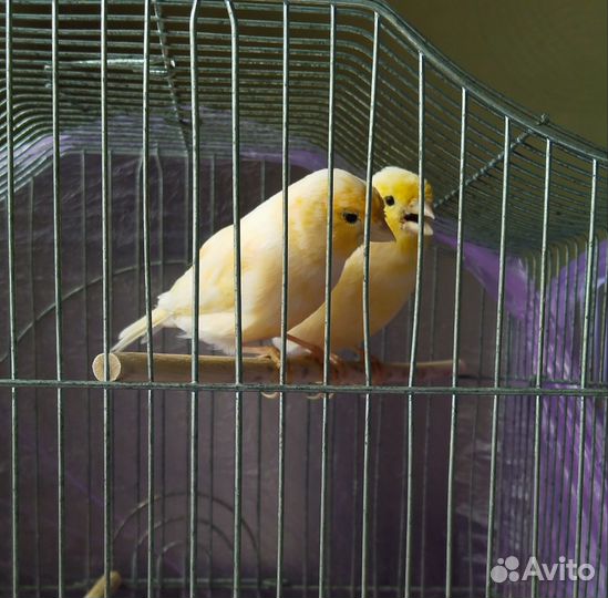 Кенара и канарейки