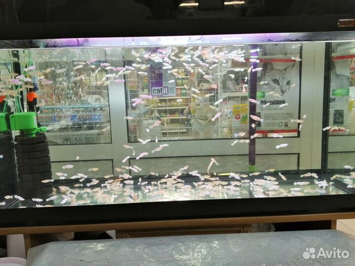 Белые гуппи