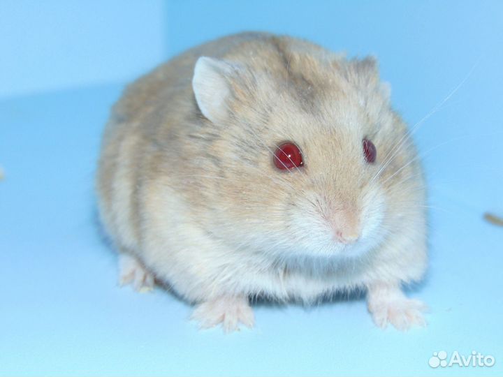 Карликовые хомяки из питомника