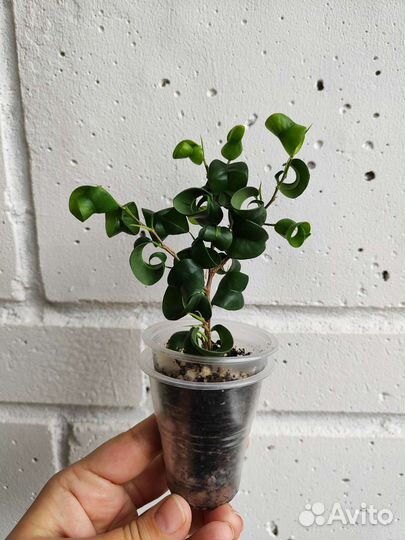 Фикус Барок