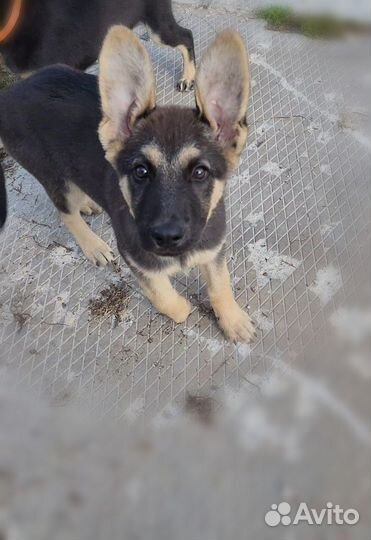 Овчарёныш в добрые руки