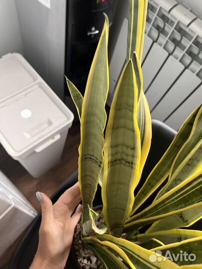 Сансевиерия Натали