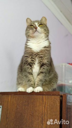 Очень уютная кошка. 8 лет. Кастрирована и привита