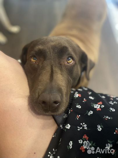 Лабрадор в добрые руки