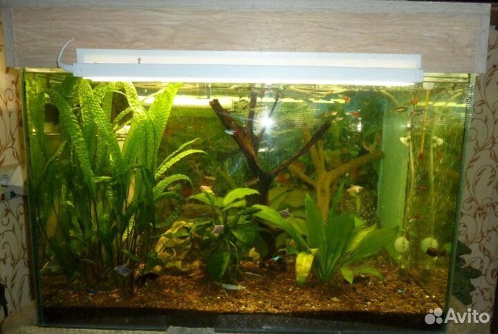 Аквариум