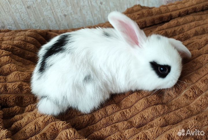 Декоративный кролик вислоухий баран