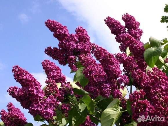 Сирень обыкновенная Krasavitsa Moskvy и др