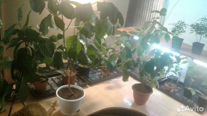 Комнатный лимон Новогрузинский 1.2м. Доставка