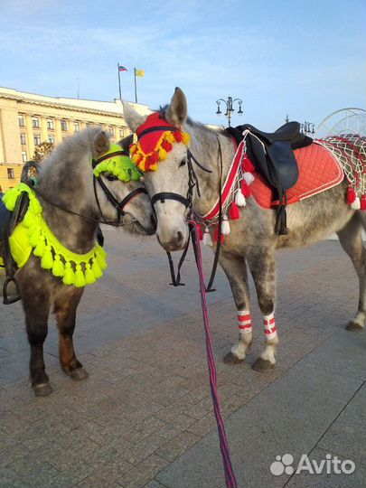 Прокат на лошадях