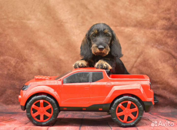 Таксенок-жестик