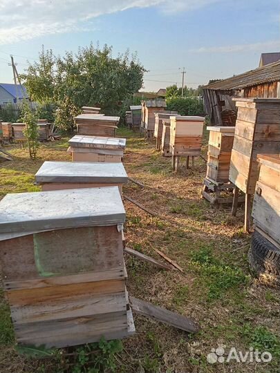 Свежий алтайский мëд