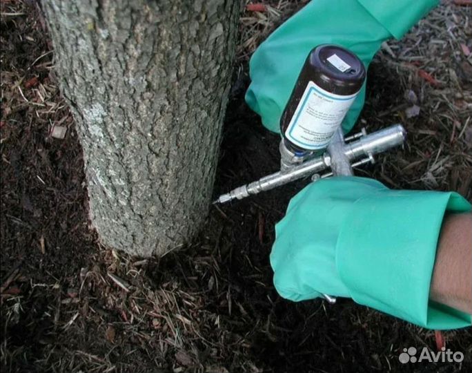 Обработка и лечение деревьев от грибка и короеда