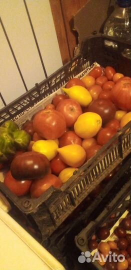Помидоры
