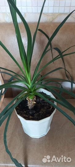 Пальма для дома и офиса