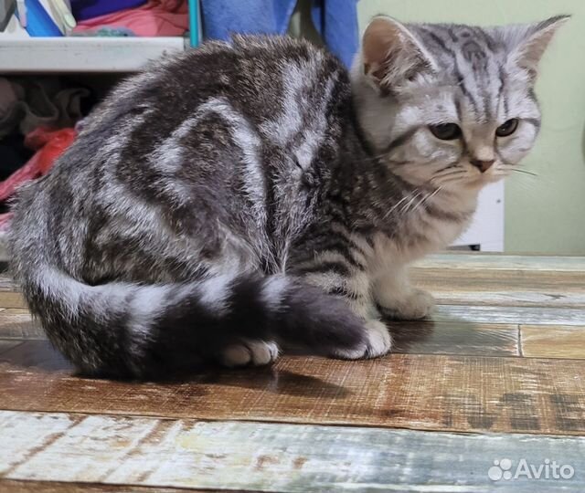 Шотландские котята
