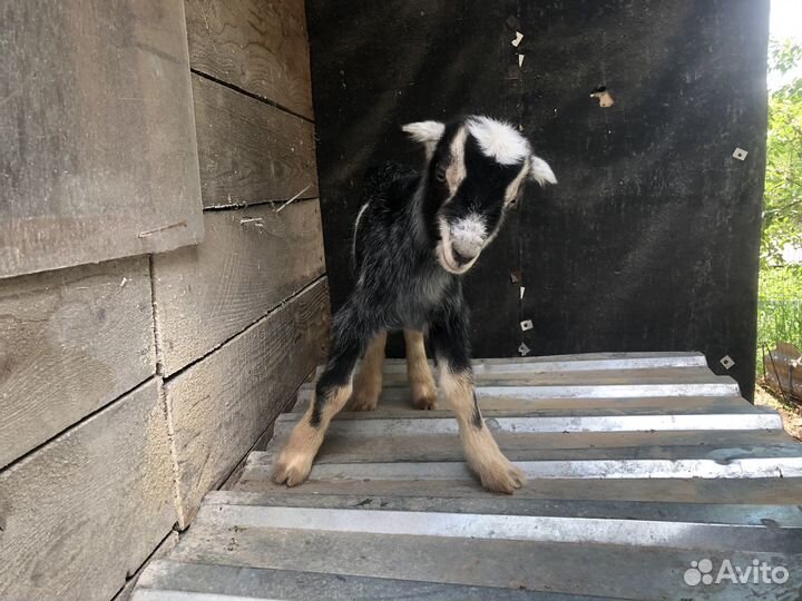 Козлик ламанча козлята