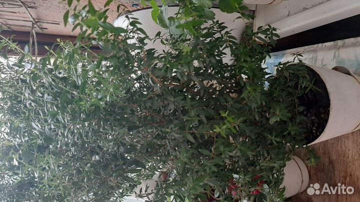 Миртовое дерево