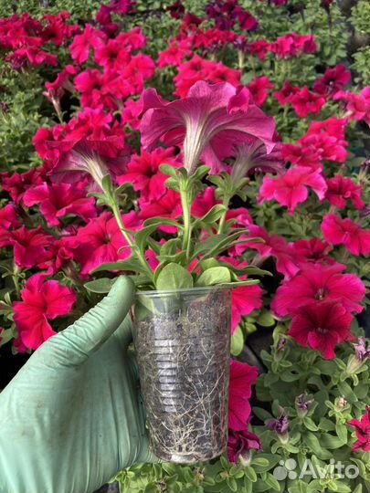 Рассада петунии