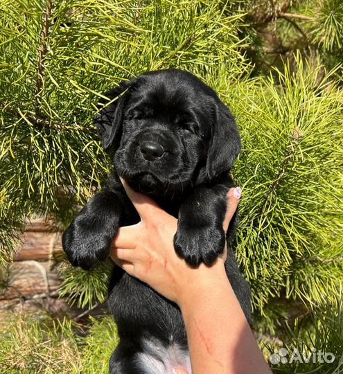 Щенки лабрадора