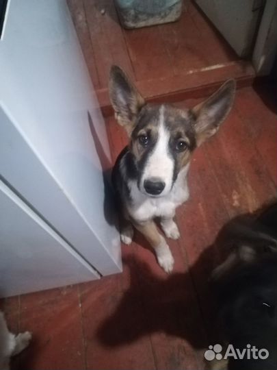 Щенки в добрые руки