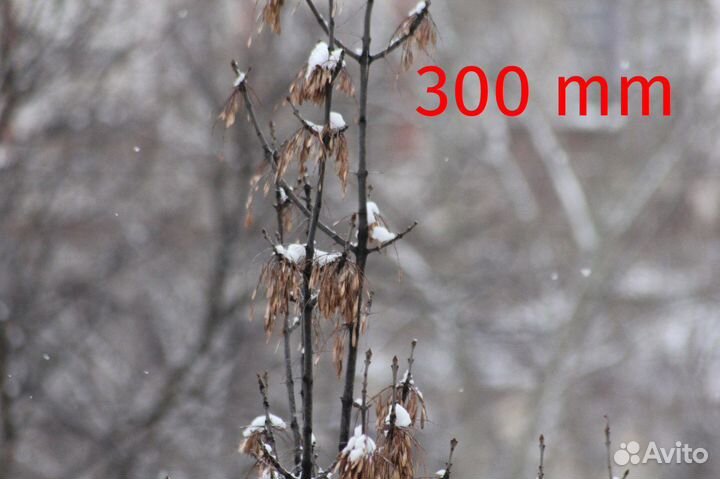 Объектив Sigma AF 70-300