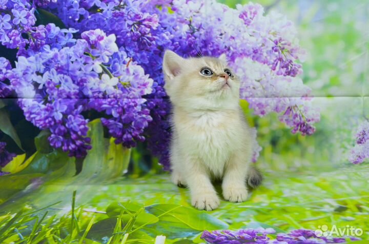 Британские котята Голубое золото и Ny11