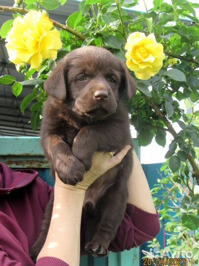 Щенки лабрадоров белые, шоколадки
