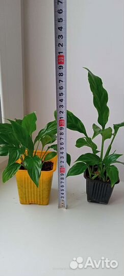 Спатифиллум кустиком