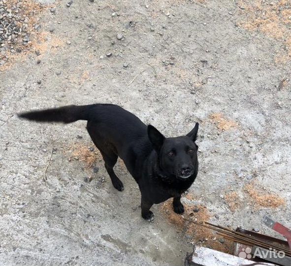 Отдам щенков