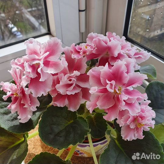 Детки сортовых фиалок