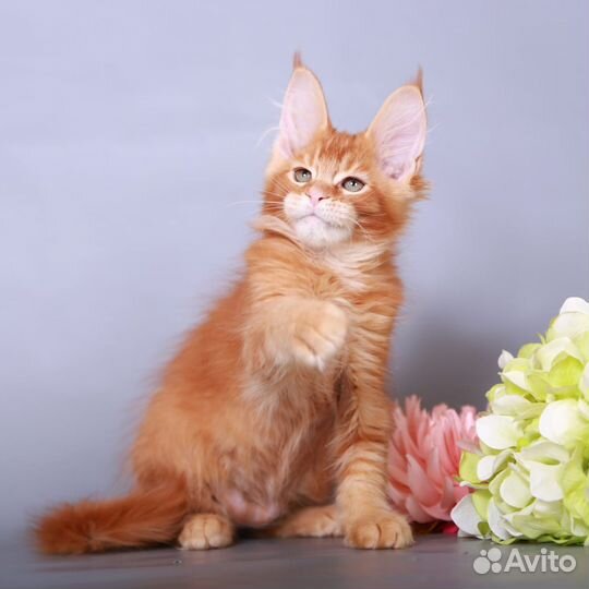 Мейн-кун девочка