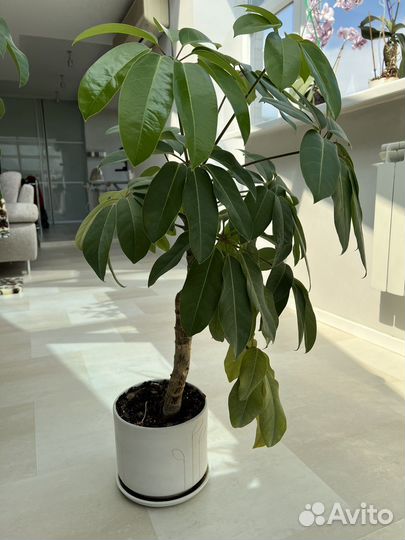 Комнатные растения большие