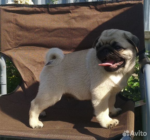 Щенки мопса