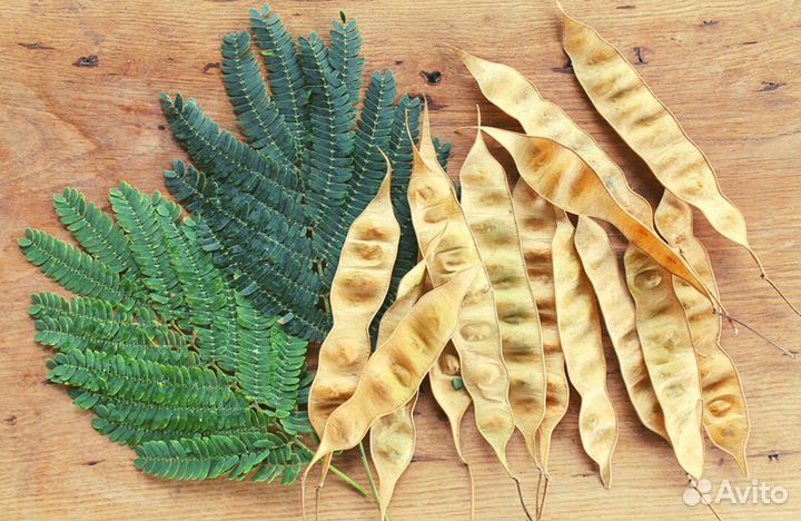 Альбиция Ленкоранская, семена