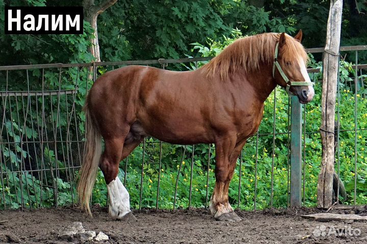 Русский тяжеловоз