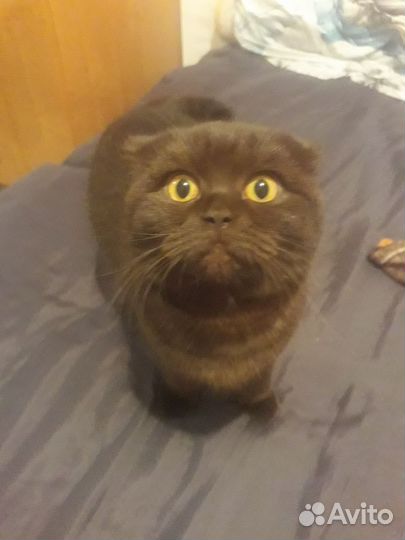 Кошка шотландская